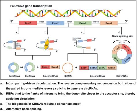 The Biogenesis Of Circrnas A Intron Pairingdriven Circularization