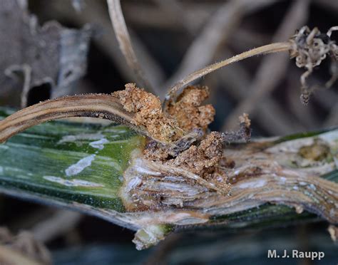 Cucurbit Catastrophe Squash Vine Borer Melittia Cucurbitae — Bug Of The Week