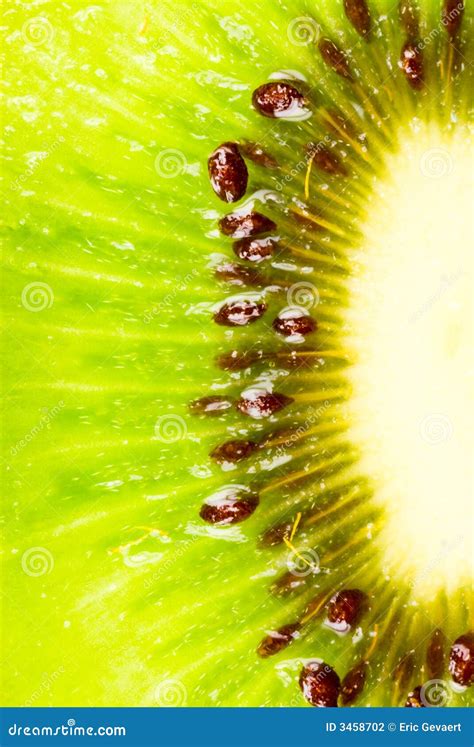 Kiwi slice stock photo. Image of fresh, juice, natural - 3458702