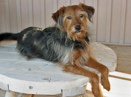 11 best Wire-haired terrier mix images on Pinterest | Terrier mix, Wire haired terrier and Beagle