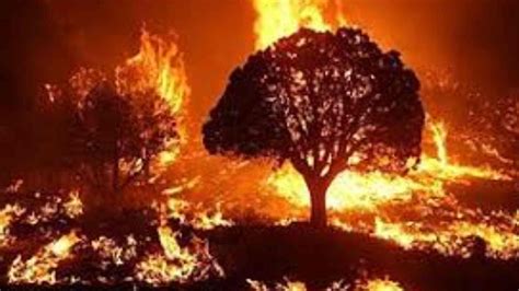 Uttarakhand Forest Fires What Causes Forest Fires And How Common Are