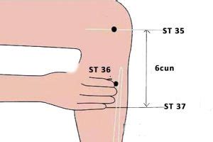 ST 37 Acupuncture Point Shangjuxu Or Stomach 37 PeakMassager