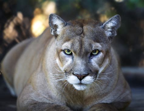 The Myth of the Eastern Cougar | Grand View Outdoors