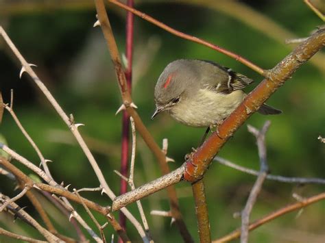 Ruby Crowned Kinglet Backcountry Gallery Photography Forums