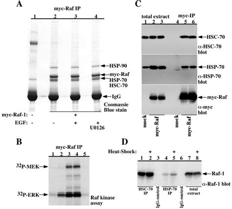 Identification Of HSP 70 And HSC 70 As Raf 1 Associated Proteins A