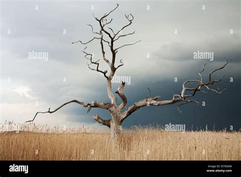 English Elm Tree Hi Res Stock Photography And Images Alamy