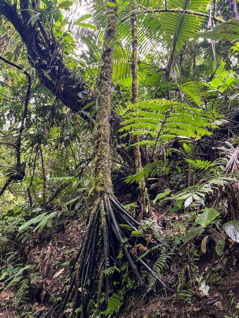 Floresta Nublada Da Reserva Biologica Bosque Nuboso Monteverde Costa