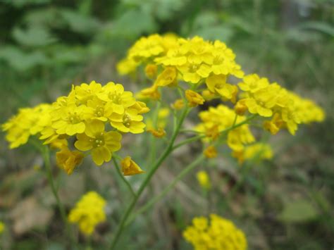 Aurinia Saxatilis Basket Of Gold Gold Dust Golden Tuft Matwort