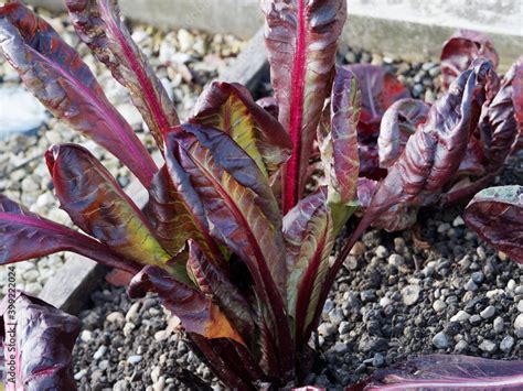 Beta vulgaris cicla Bette à feuilles ou blette rouge cultivée au