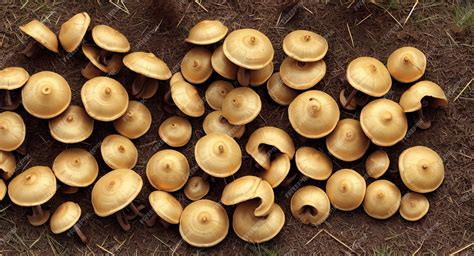 Premium Ai Image Slippery Jack Mushrooms Ai Generation