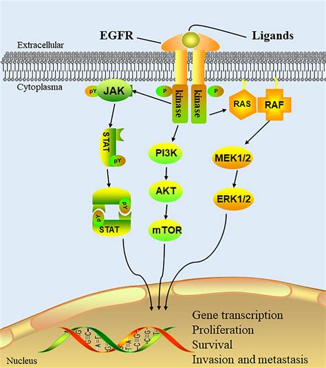 The signaling pathways of EGFR. EGFR is activated through the binding ...