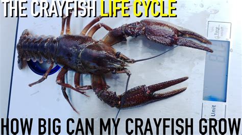 How Big Can Crayfishcrawfish Grow 🦞 Youtube