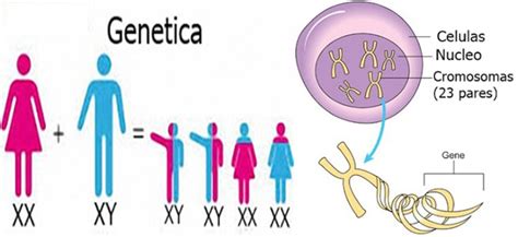 Herencia Y Evolución 1ra Parte Matemática Serie 23