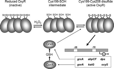 The Disulfide Switch Model For Transcriptional Activation Of Oxyr In