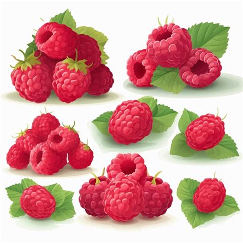 Une framboise est représentée avec quelques feuilles Vecteur Premium