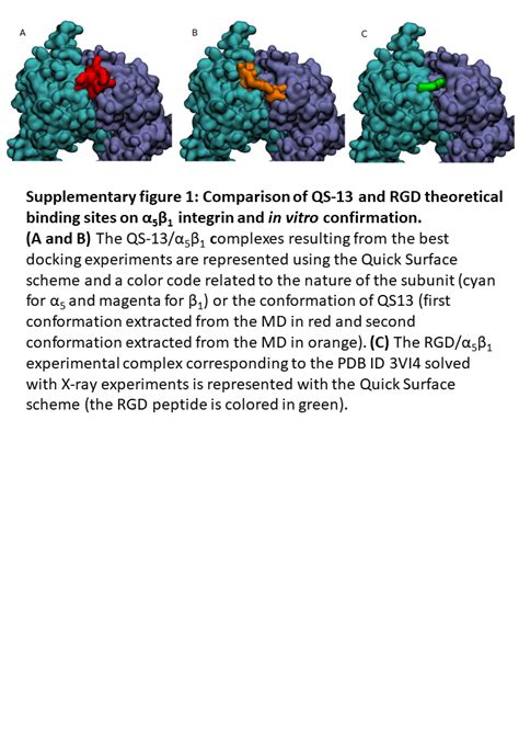 Angiogenesis Inhibition By A Short 13 Amino Acid Peptide Sequence Of