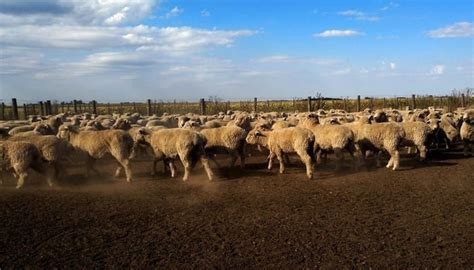 La Rural de Bariloche se llevó a cabo con éxito Ecos de la tierra