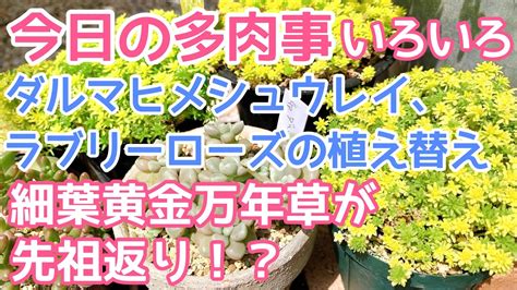 【vlog 218】【多肉植物】今日の多肉事いろいろ🍀細葉黄金万年草が先祖返り⁉️貴重な黄色が😭植え替えやカットも ️ Youtube