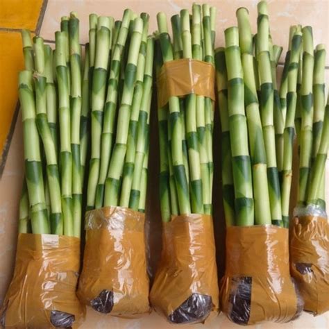 Jual Ikat Batang Tanaman Hias Bambu Hoki Lucky Bamboo Sri Rezeki