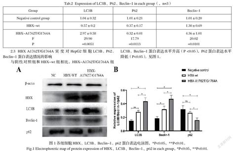 Hbvx区a1762t G1764a突变对肝癌hepg2细胞自噬的影响 参考网