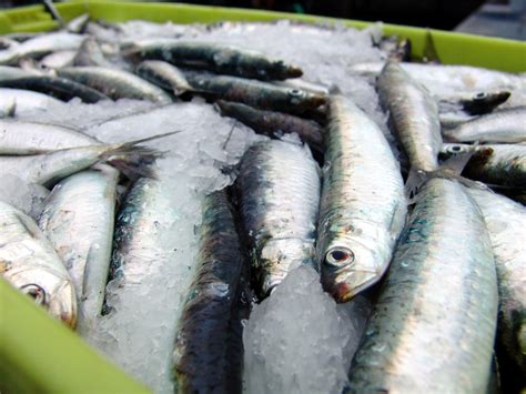 Pesca Da Sardinha Deixa De Ser Proibida E Tem Limite De 10 Mil Toneladas