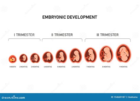 Desarrollo Fetal Del Feto Del Embarazo El Crecimiento Embrionario De La