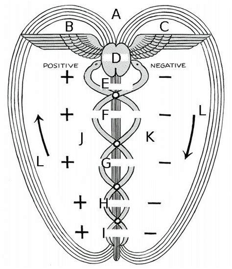 Polarity Therapy Volume 1 Book 3 Chart 01 Polarity Therapy Secret