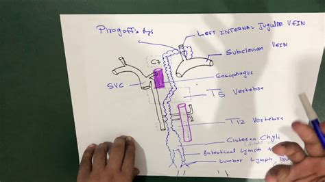 Thoracic Duct Anatomy