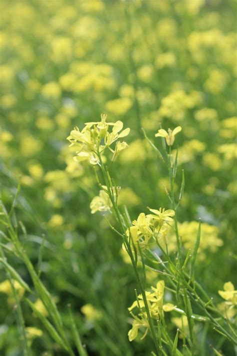 Free Images Nature Girl Field Meadow Prairie Flower Food