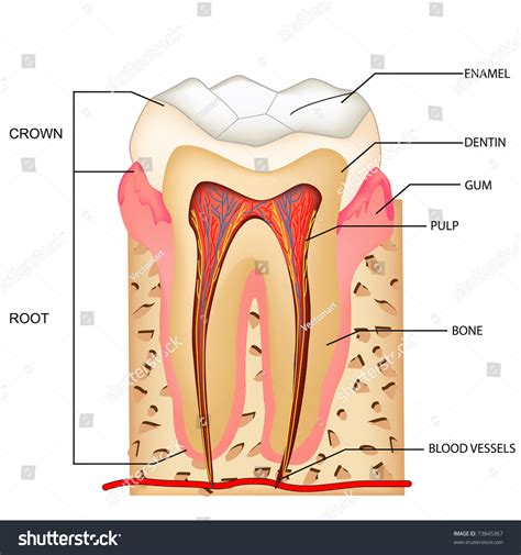 Illustration Anatomy Teeth Labeling Stock Vector (Royalty Free) 73845367 | Shutterstock