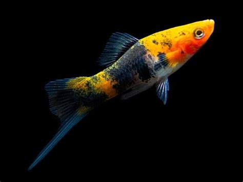 Koi Sanke Swordtail – Aquarium Directory Online Pet Shop