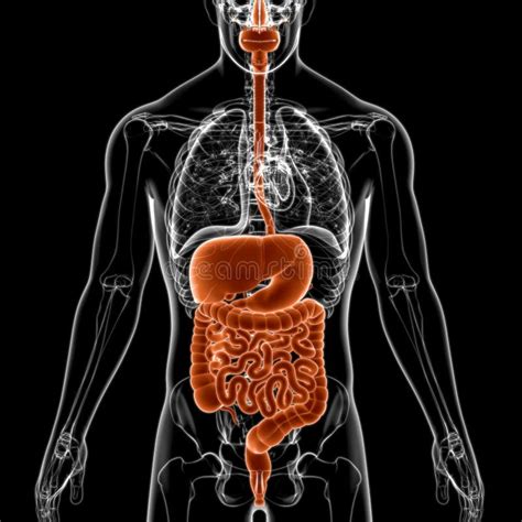 Anatom A Del Sistema Digestivo Humano Para El Concepto M Dico D Stock