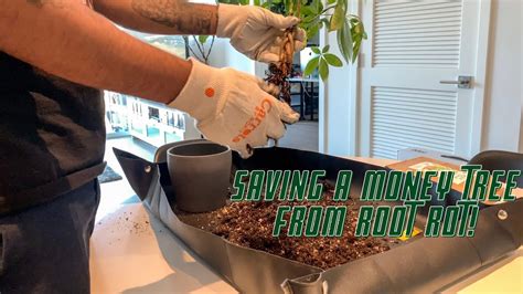 Saving A Money Tree From Root Rot Youtube