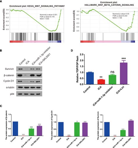 Frontiers Icariin Attenuates The Tumor Growth By Targeting MiR 1 3p