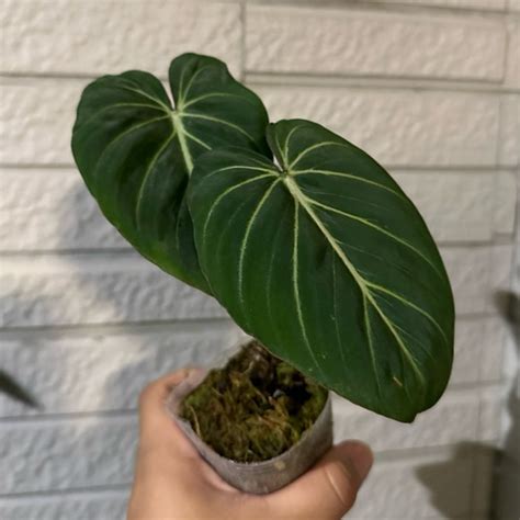 圓柄 錦緞 蔓綠絨 Philodendron Gloriosum Zebra 雨林 觀葉 室內 植物 小李植栽 蝦皮購物