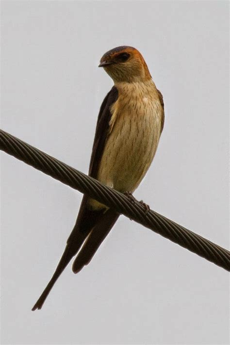 Foto Naturalistiche Rondine Rossiccia Sul Filo