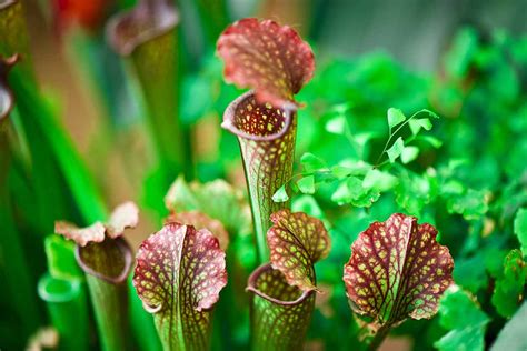 C Mo Cuidar Las Plantas Dormidas En Invierno Mi Diario De Campo