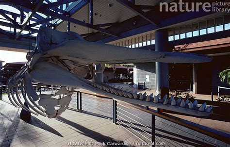 Stock Photo Of Sperm Whale Skeleton In Museum Physeter Macrocephalus