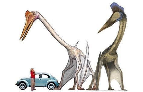 Quetzalcoatlus Size Comparison