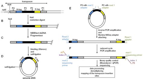 Figure 1 From Massive Parallel Insertion Site Sequencing Of An Arrayed