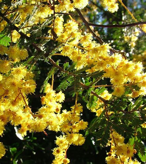 Acacia Baileyana Cootamundra Wattle Is Possibly The Best Known And