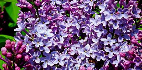 Download Lilac Nature Flower Hd Wallpaper By Mrgajowy3