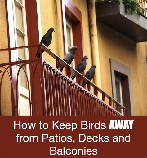 Birds Perched On The Railing Of A Balcony With Text Overlaying How To