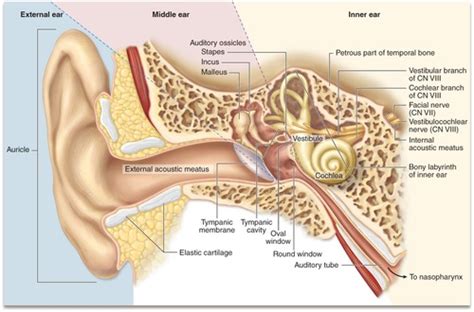 Histology Sensory Organ - Ear -- BI330 Flashcards | Quizlet