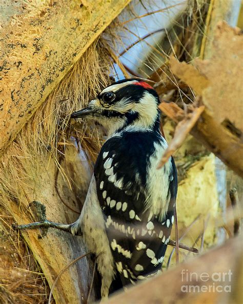 Woodpecker In Palm Tree Photograph By Stephen Whalen Fine Art America