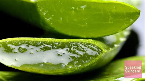 How To Use Aloe Vera For Pimples Dark Spots And Acne Speaking Skincare