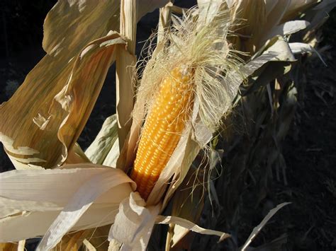 El Huerto Del Lopez Maiz De Palomitas Un Toque Gastronomico Mas De Mi