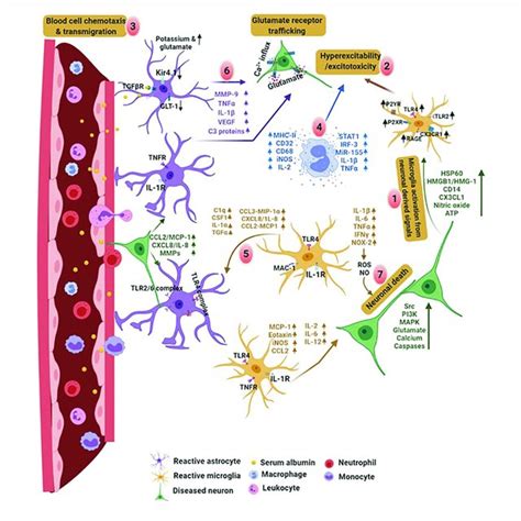 Oxidative Stress Leads To Neurodegeneration And Neuroinflammation