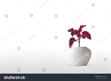 Beautiful Houseplant Coleus Flowerpot Isolated On Stock Photo Edit Now