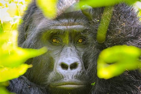 Days Rwanda Uganda Gorilla Trek Roots Tours Travel